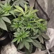 GG4SherbetFF - FastBuds