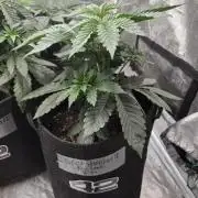 GG4SherbetFF - FastBuds