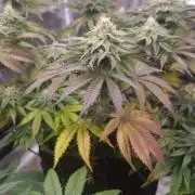 Kong'sKrush - GreenHouseSeed