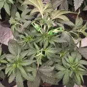 LemonCherryRuntz - FastBuds