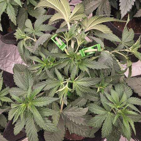 LemonCherryRuntz - FastBuds