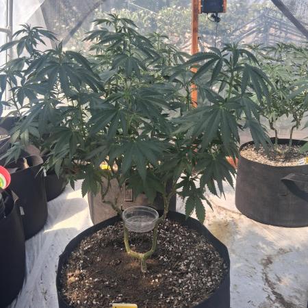 Ayahuasca Purple greenhouse CO run