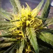 ZOAP greenhouse CO run