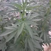 Ayahuasca Purple greenhouse CO run