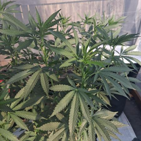 Giant Glookies greenhouse CO run