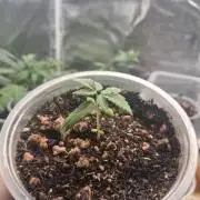 🎂 LA Kush Cake 🎂