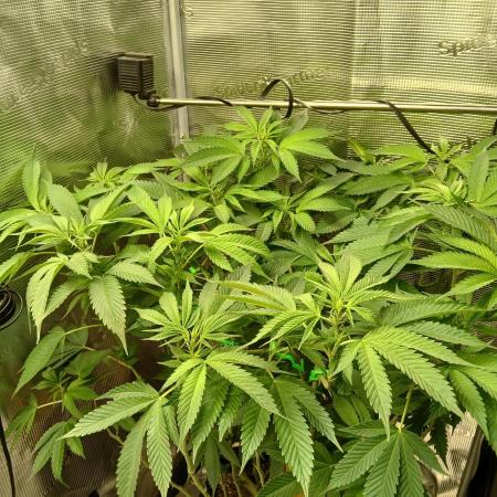 Red Runtz "hella topped"