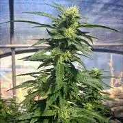 Ayahuasca Purple greenhouse CO run