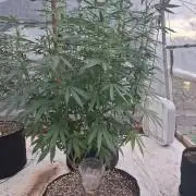 ZOAP greenhouse CO run