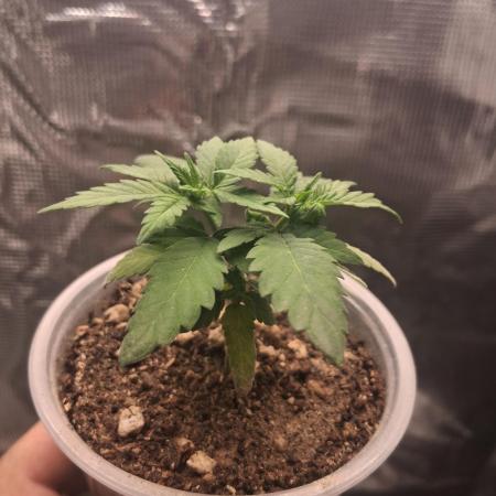 🎂 LA Kush Cake 🎂