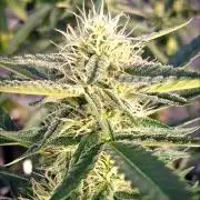 Rainbow Sherbet greenhouse CO run