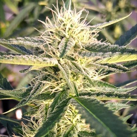 Rainbow Sherbet greenhouse CO run