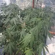 ZOAP greenhouse CO run