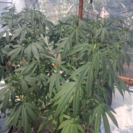 ZOAP greenhouse CO run