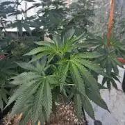 Ayahuasca Purple greenhouse CO run