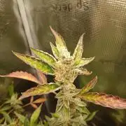 Gorilla Cookies Auto TOPPED