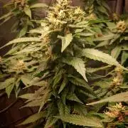 Red Runtz "hella topped"