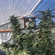Ayahuasca Purple greenhouse CO run