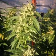 Giant Glookies greenhouse CO run
