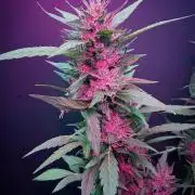 Outdoor Exotics