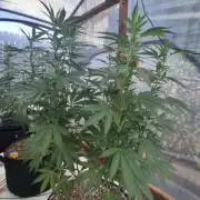 Rainbow Sherbet greenhouse CO run