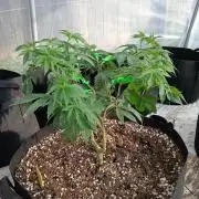 Ayahuasca Purple greenhouse CO run