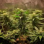 Red Runtz "hella topped"