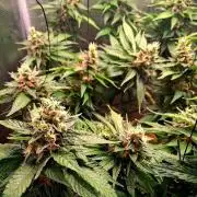 Red Runtz "hella topped"