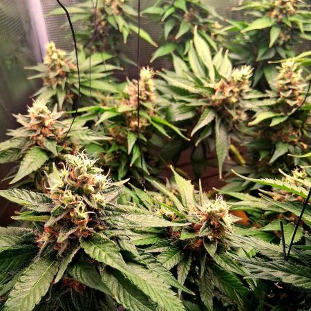 Red Runtz "hella topped"