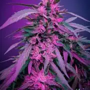 Rainbow Sherbet greenhouse CO run