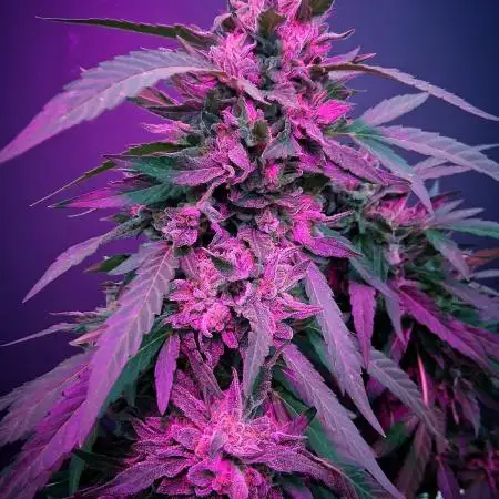 Rainbow Sherbet greenhouse CO run