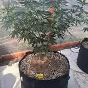 Giant Glookies greenhouse CO run