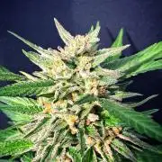First look!!! My own strain!
