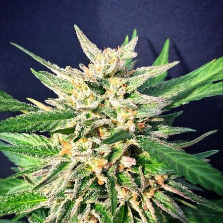 First look!!! My own strain!