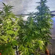 Ayahuasca Purple greenhouse CO run