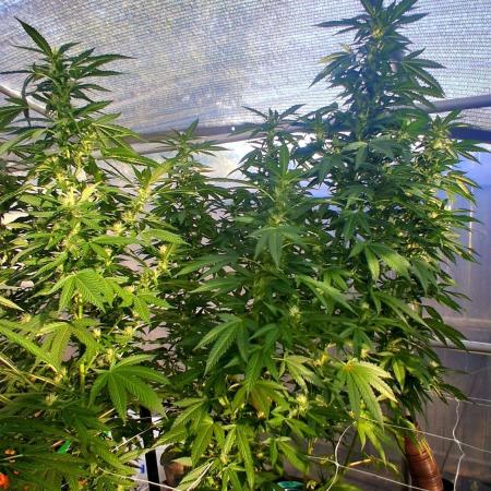 Ayahuasca Purple greenhouse CO run