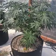 Rainbow Sherbet greenhouse CO run