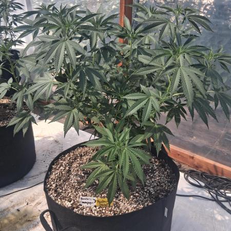 Rainbow Sherbet greenhouse CO run