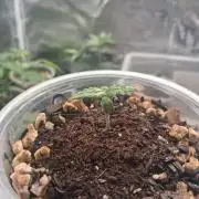 Godzilla Gorilla outdoor