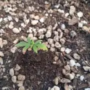 Godzilla Gorilla outdoor