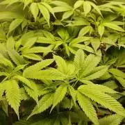 Red Runtz "hella topped"