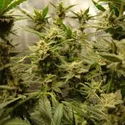 Blackberry Auto TINY TOPPED TREE
