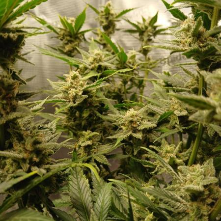 Blackberry Auto TINY TOPPED TREE