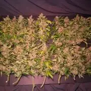 Red Runtz "hella topped"
