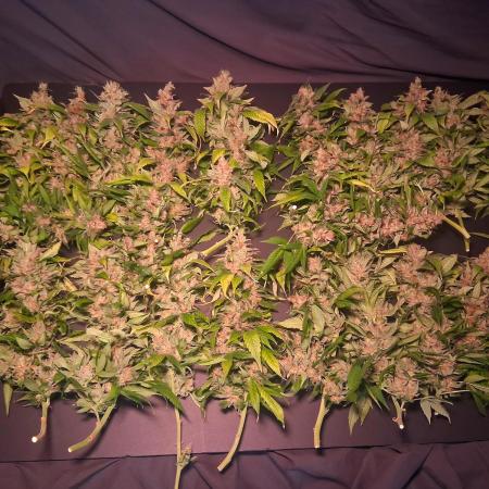 Red Runtz "hella topped"