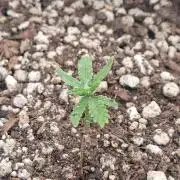 Godzilla Gorilla outdoor
