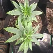 🎂 LA Kush Cake 🎂