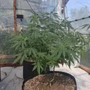 ZOAP greenhouse CO run