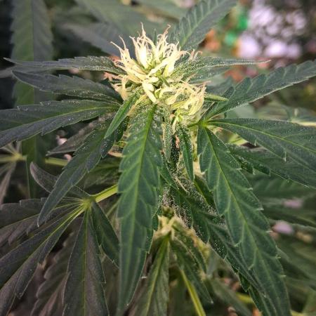 ZOAP greenhouse CO run