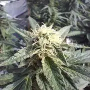 Rainbow Sherbet greenhouse CO run